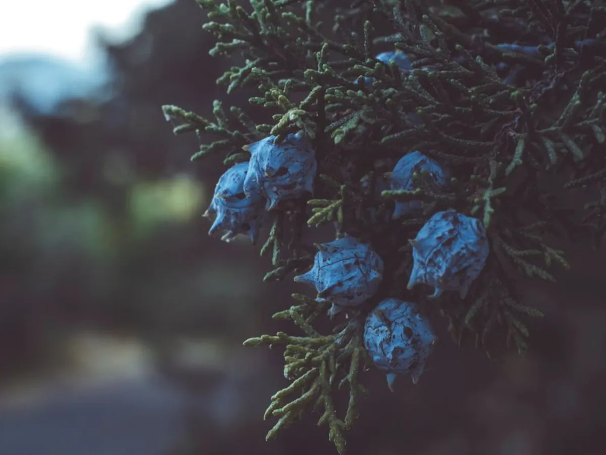 juniper berries